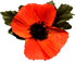 This image has an empty alt attribute; its file name is Rememberence_poppy_sml.gif